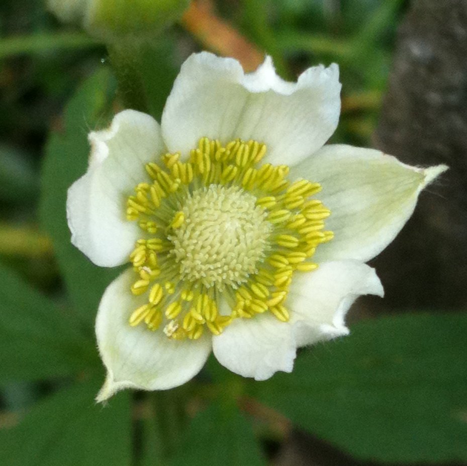 Thimbleweed