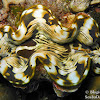 Small Giant Clam