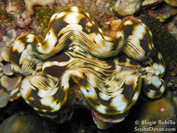 Small Giant Clam Project Noah
