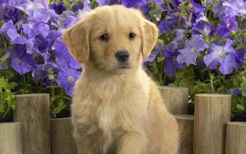 Puppy Dog Wallpaper Screenshots 0