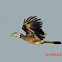 Bushy-Crested Hornbill