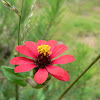 Zinnia