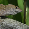 Crested Anole