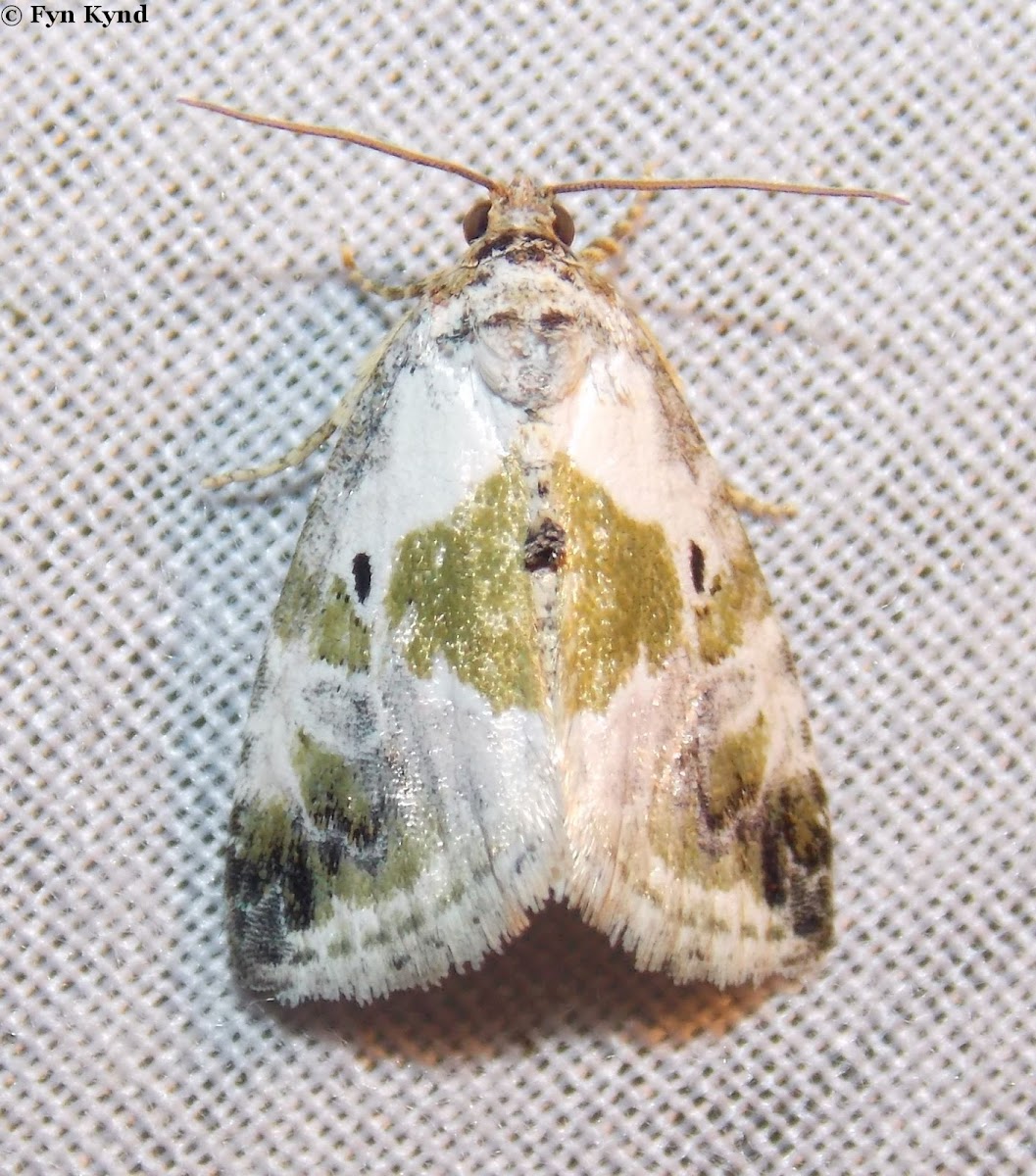 Black-dotted Lithacodia