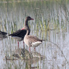 Greylag Goose