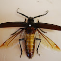 Palo Verde Beetle
