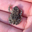 American Toad