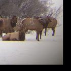 Roosevelt Elk, Uapiti