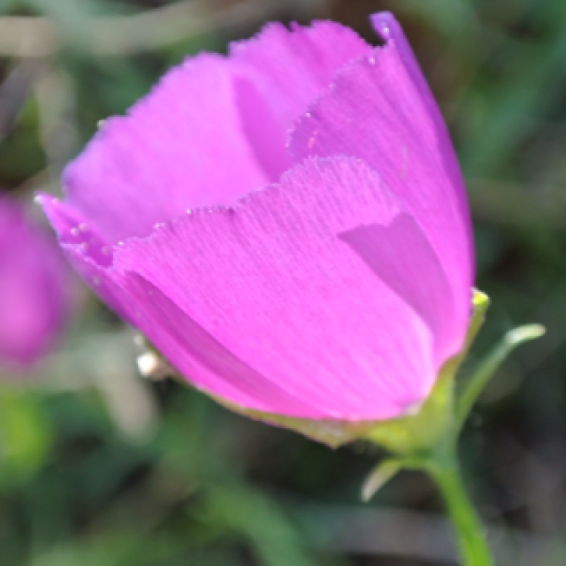 Winecup or Prairie Poppy Mallow