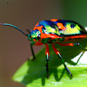 Metallic Jewel Bug