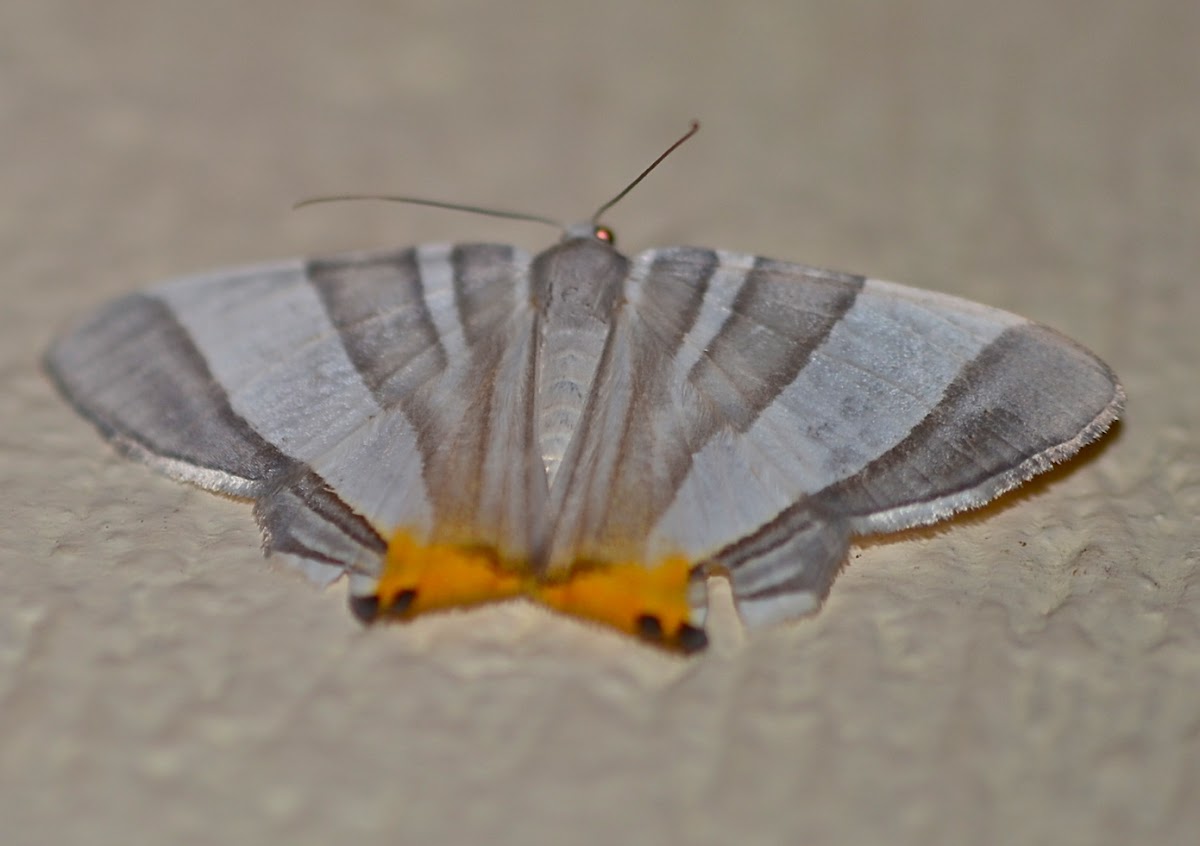 Opisthoxia Miletia Moth