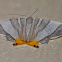 Opisthoxia Miletia Moth