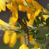 Genista caterpillar