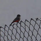 Vermilion Flycatcher (female)