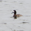 Greater Scaup: female