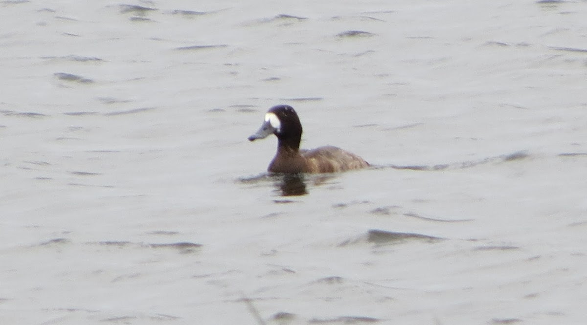 Greater Scaup: female