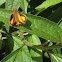 Male Zabulon Skipper