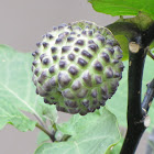 Datura seed pod