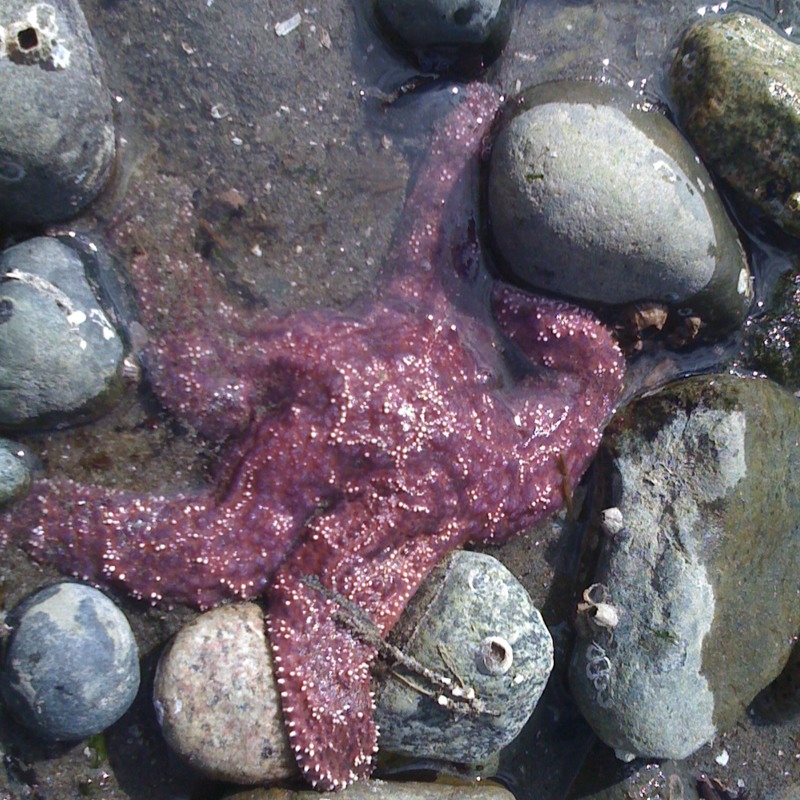 Purple sea star- pisaster ochraceous