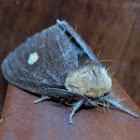 Brown Tussock Moth