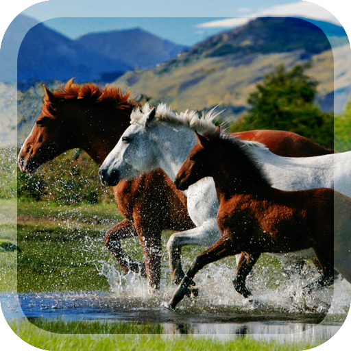 Horses Live Wallpaper 個人化 App LOGO-APP開箱王