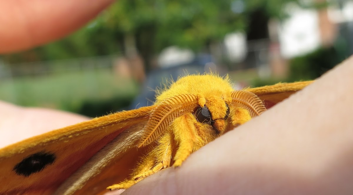 IO Moth (Male)