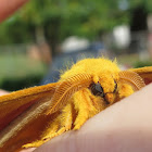 IO Moth (Male)
