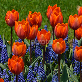 Springtime Flowers by Patricia Tracy - Flowers Flower Gardens