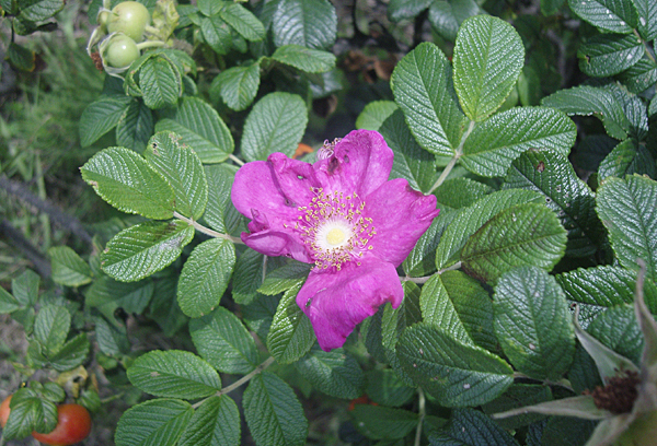 Rugosa Rose