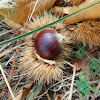 Sweet chestnut (Καστανιά)