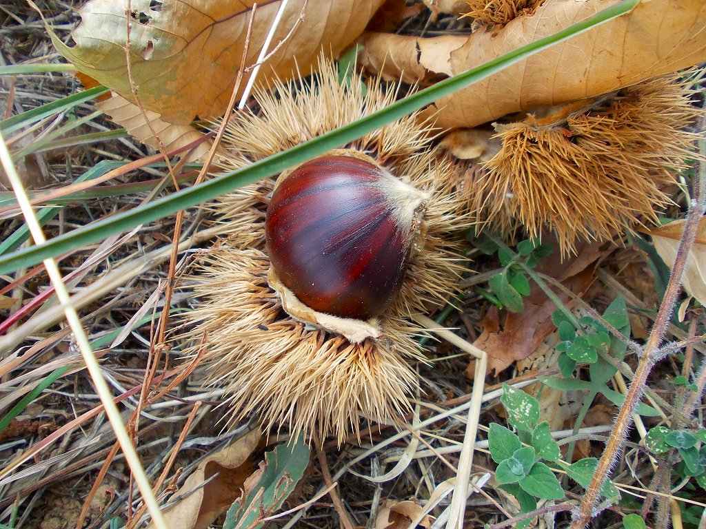 Sweet chestnut (Καστανιά)