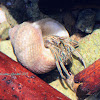 Yellow-striped Hermit Crab