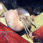 Yellow-striped Hermit Crab
