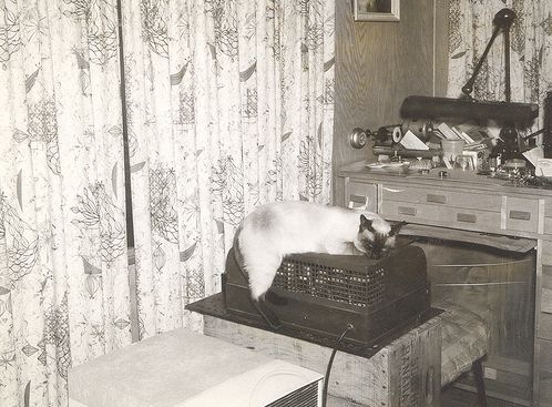 [vintage_cats_05[2].jpg]