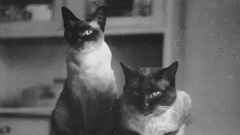 Vintage cat photo