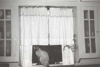 Vintage cats image