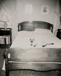 Vintage cat photo
