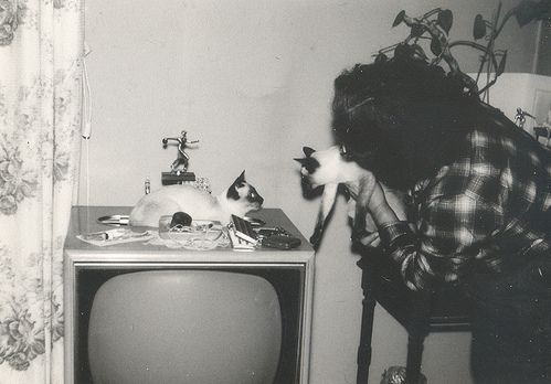 [vintage_cats_25[2].jpg]