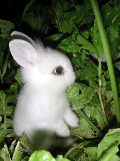 [bunny_rabbit_2[2].jpg]