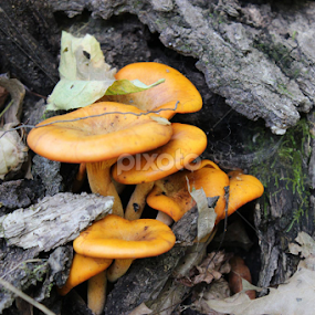 Mushroom Surprize  by Karin Pelton - Nature Up Close Mushrooms & Fungi