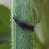 Unknown larva
