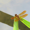Eastern amberwing dragonfly