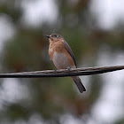 Eastern Bluebird (female)