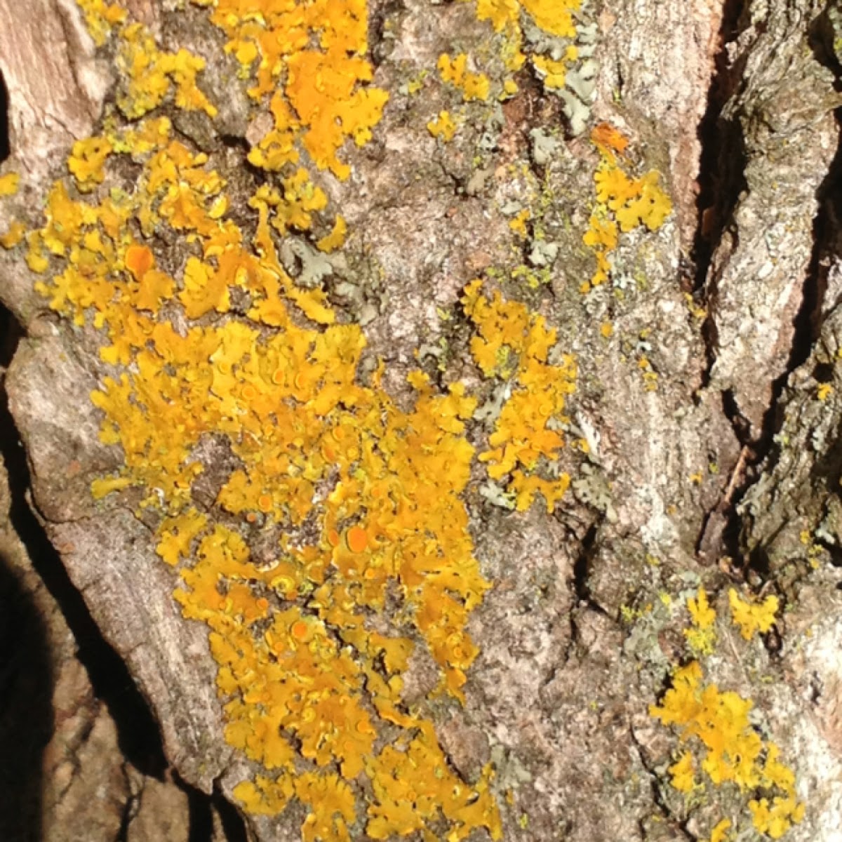 Candleflame Lichens