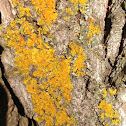 Candleflame Lichens