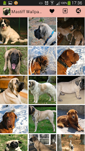 Free Mastiff Wallpapers APK for Android