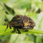 Escaravelho (Flower chafer)