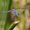 Blue Dasher