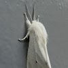 Virginian Tiger Moth/Yellow Woolybear Moth
