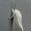 Virginian Tiger Moth/Yellow Woolybear Moth